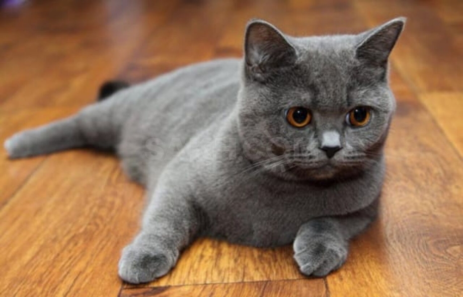 Британские котята скоттиш страйт