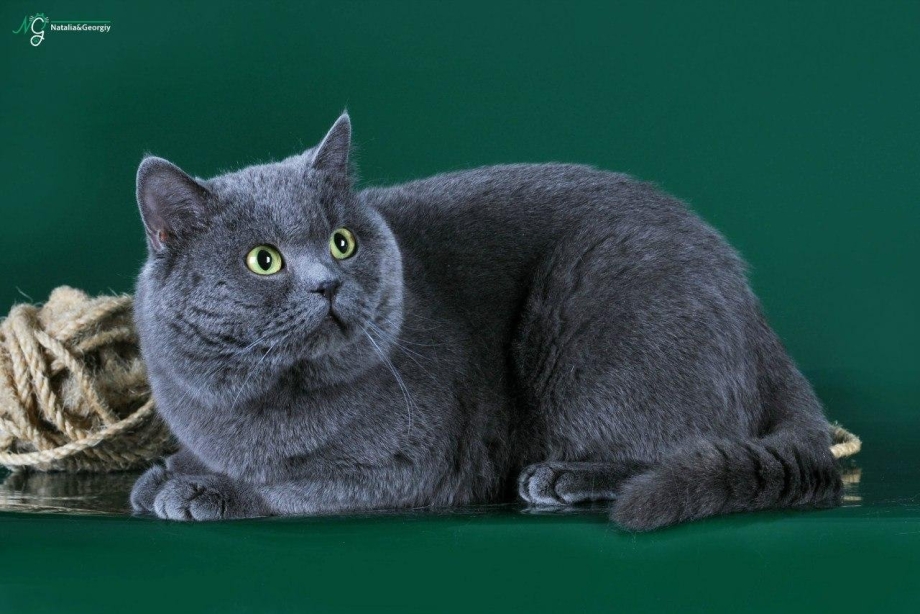 Британец скоттиш страйт