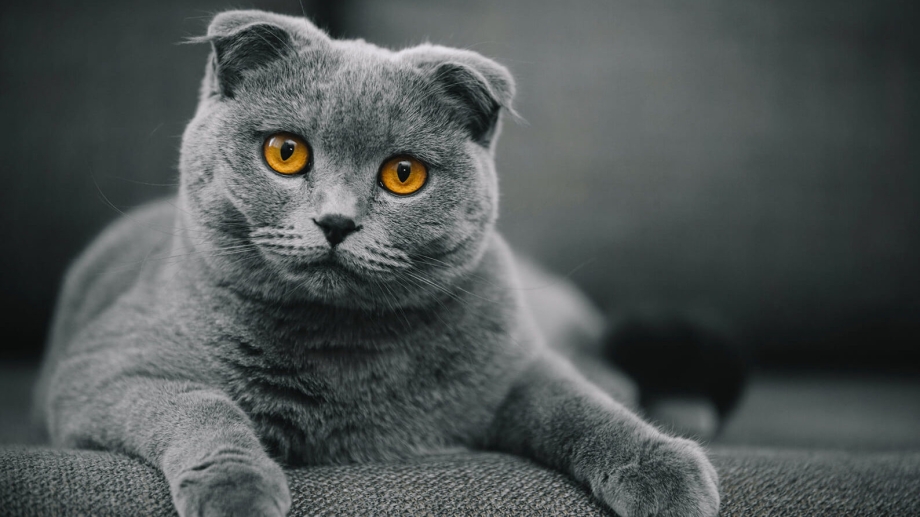 Кошка Scottish Fold