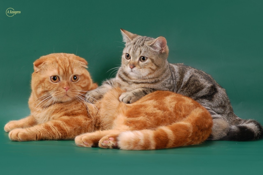 Коты британцы и шотландцы