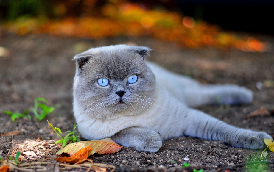 Вислоухая кошка