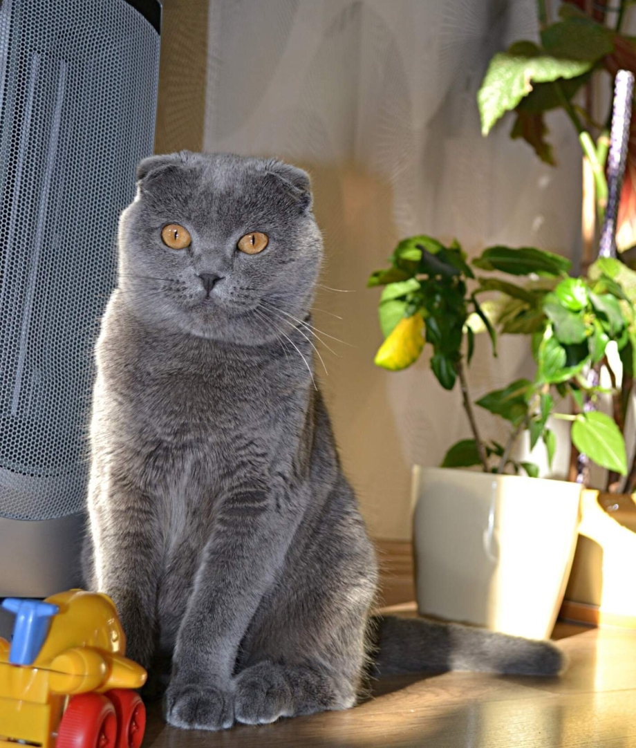 Кошки вислоухие британцы