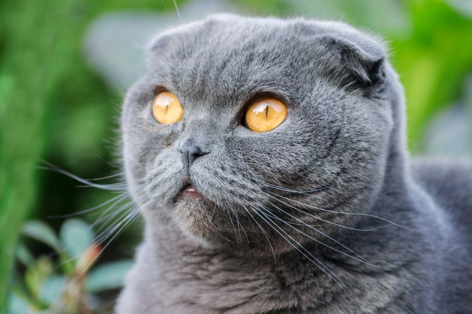 Кот британец вислоухий серый