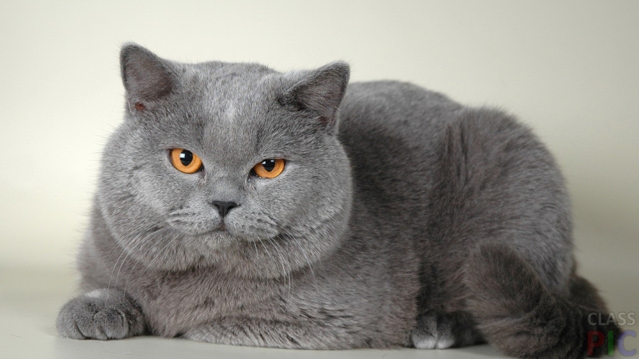 Шотландская голубая кошка прямоухая