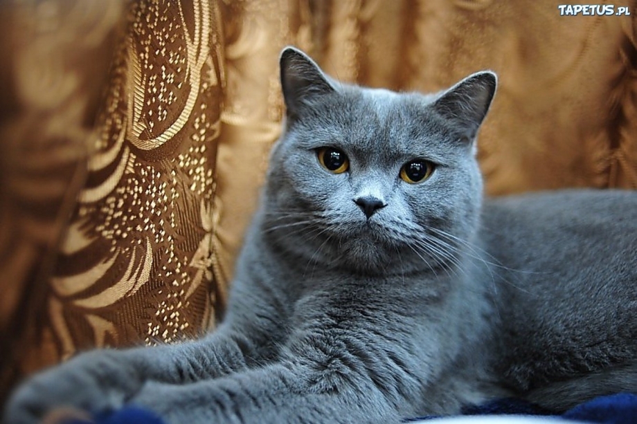 Британская короткошёрстная кошка