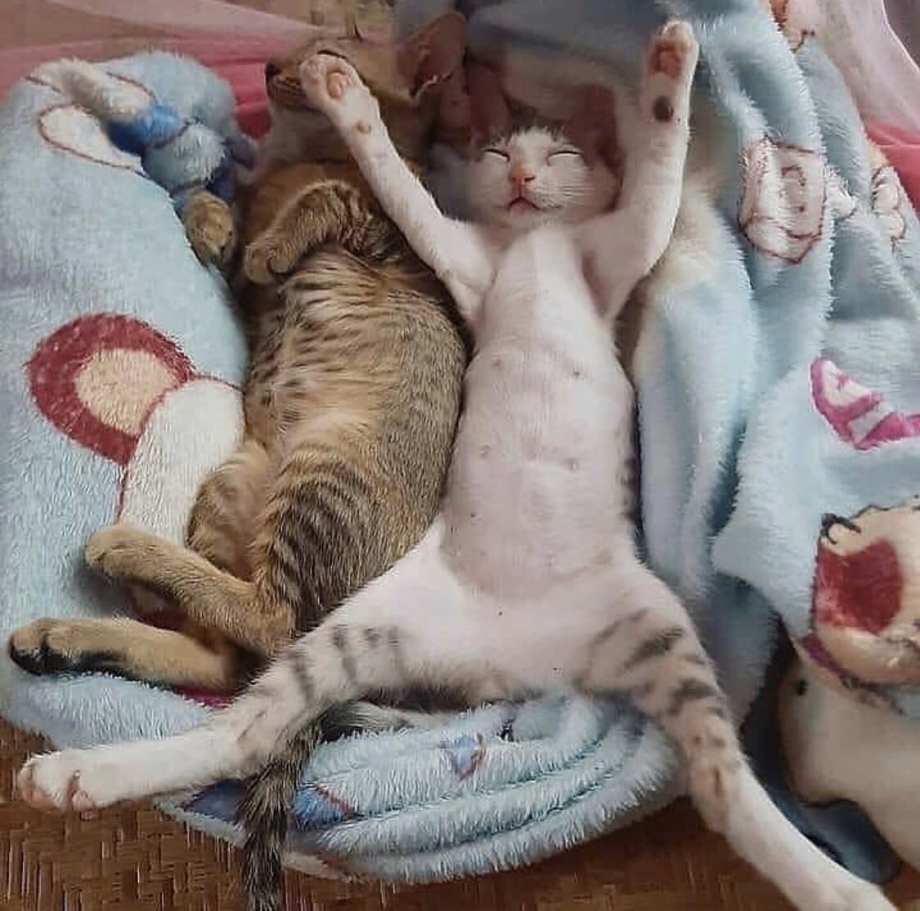 Кот смешно спит