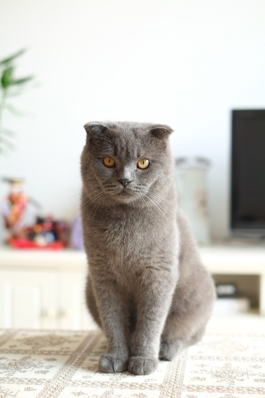 Британский короткошерстный вислоухий кот