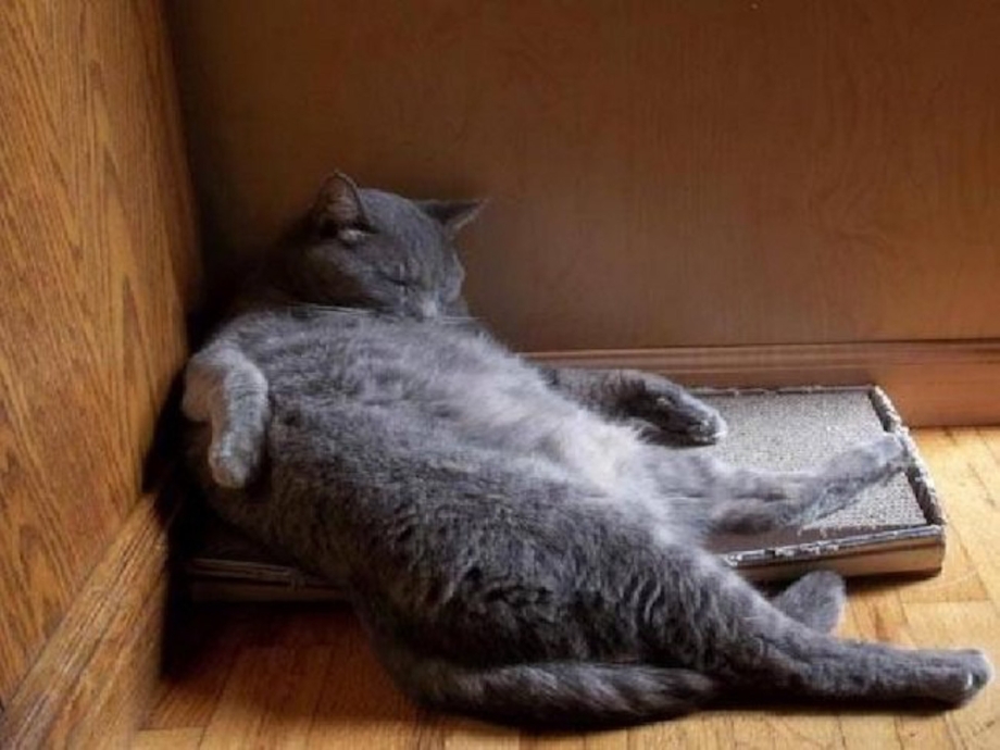Смешные спящие кошки