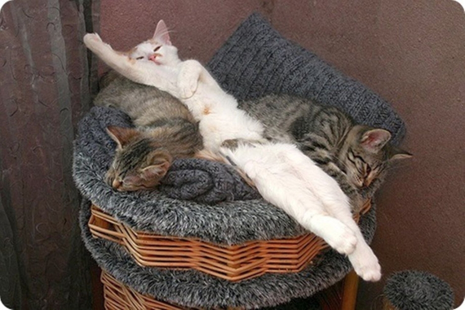 Спящие коты с надписями