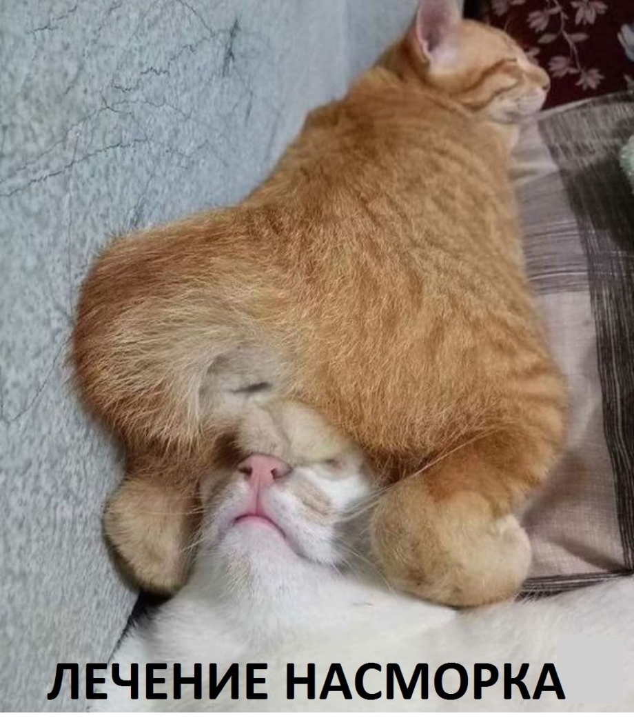Спящие коты смешные