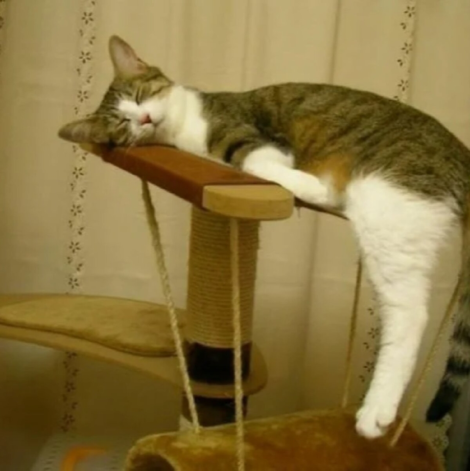 Коты спят в неудобных местах
