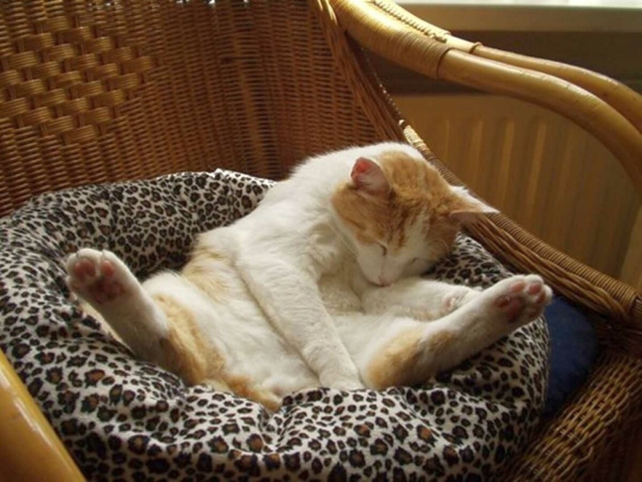 Кошка спит в смешной позе