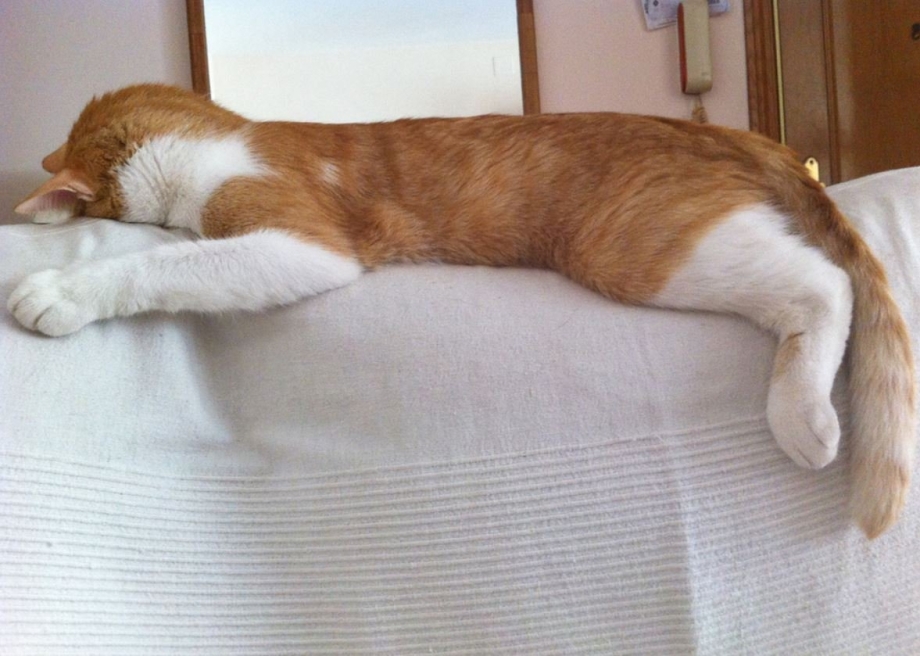 Сколько спят коты