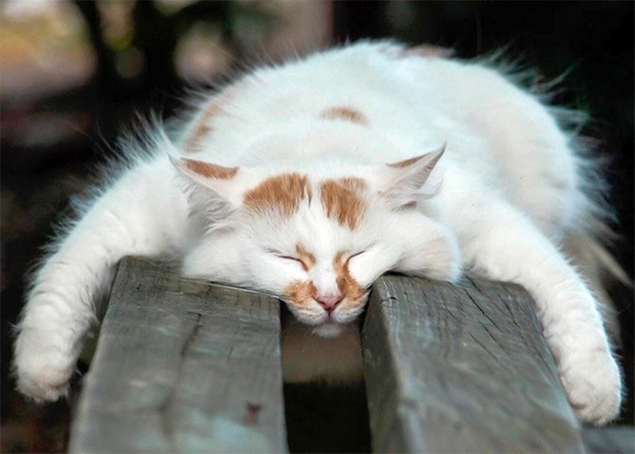 Уставший кот