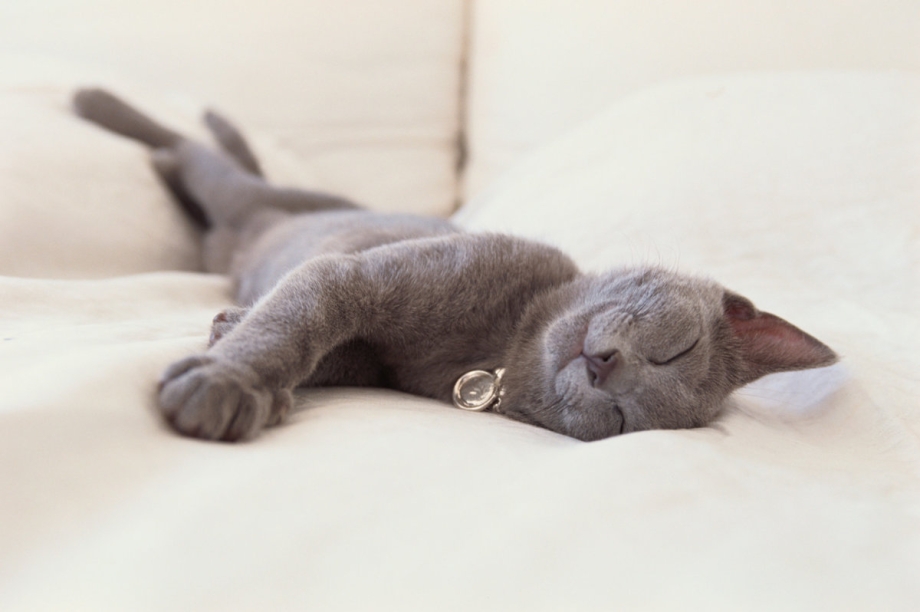 Кошка элегантно спит