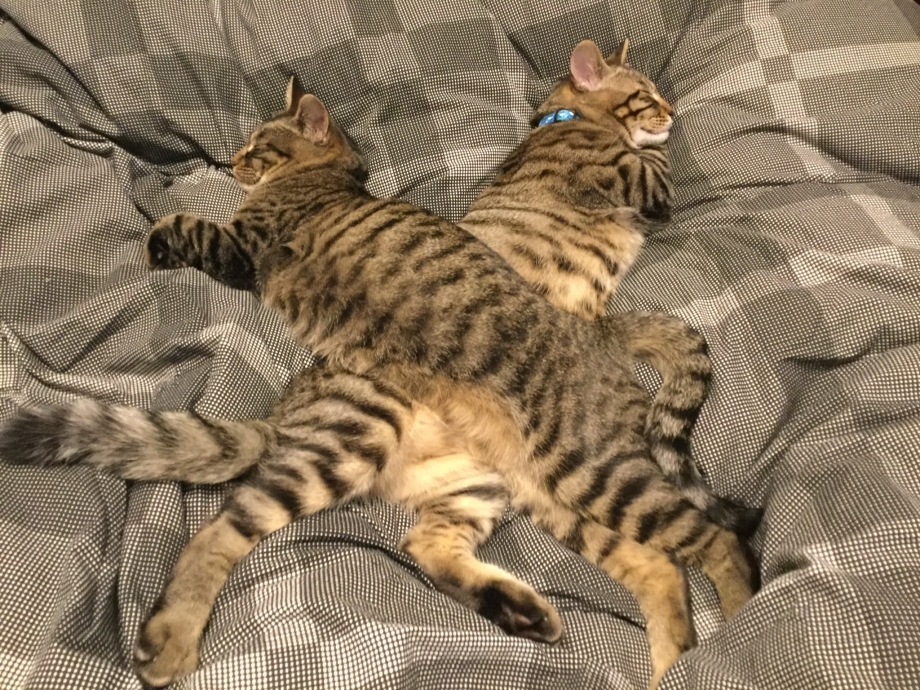 Коты спят в странных позах