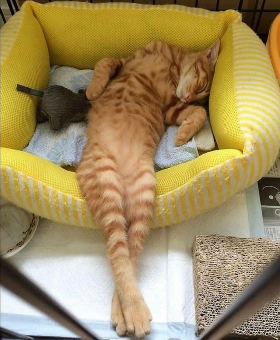 Спящий кот