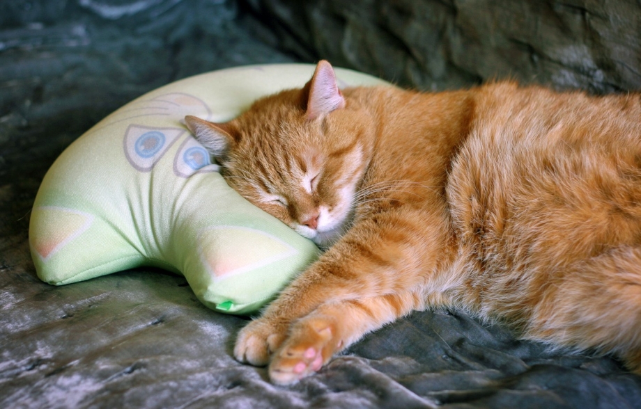 Спящий кот