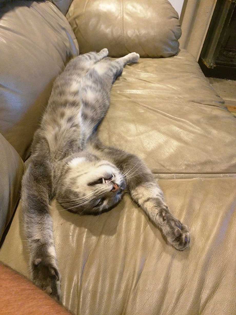 Кошка дрыхнет