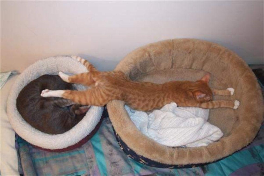 Кошачьи позы для сна