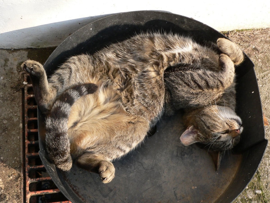 Странные позы котов