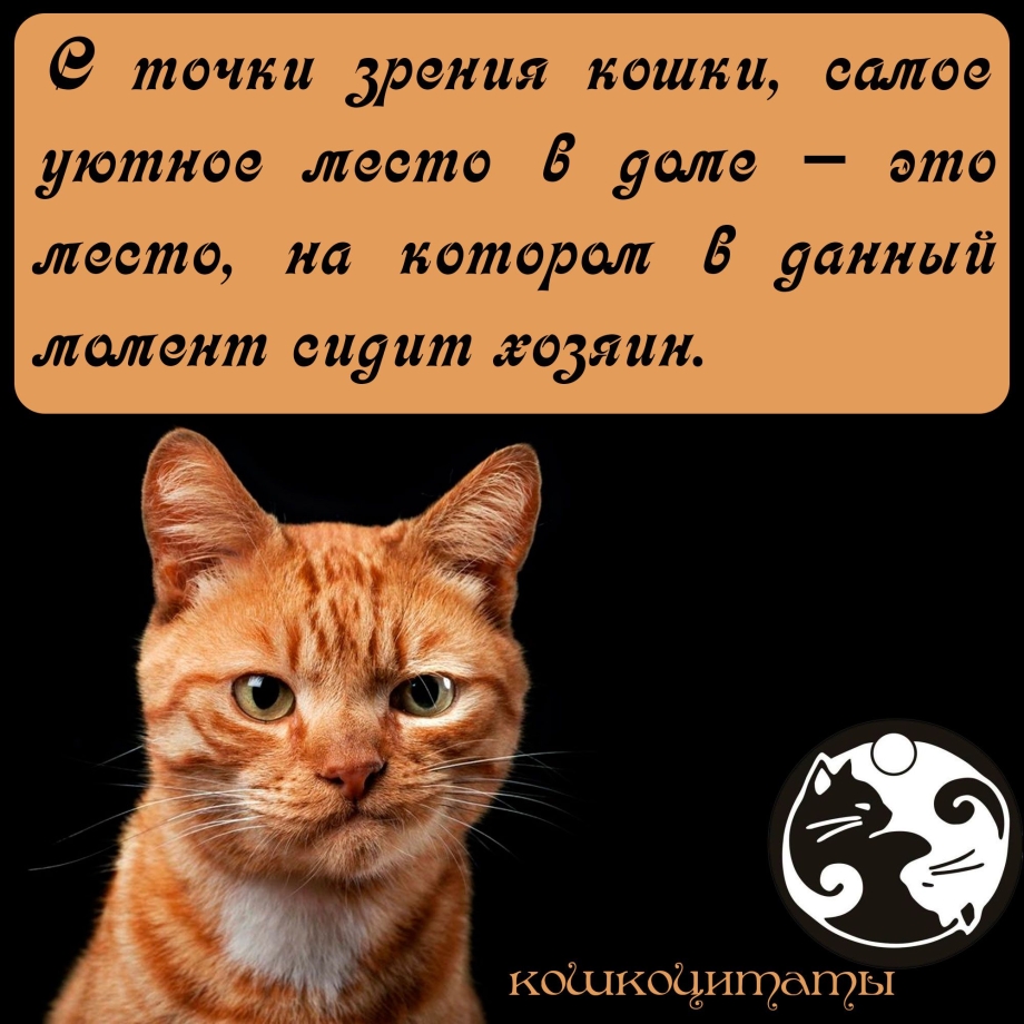 Высказывания о кошках
