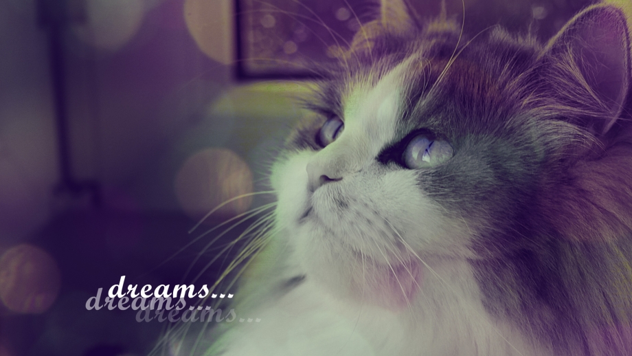 Кот подмигивает