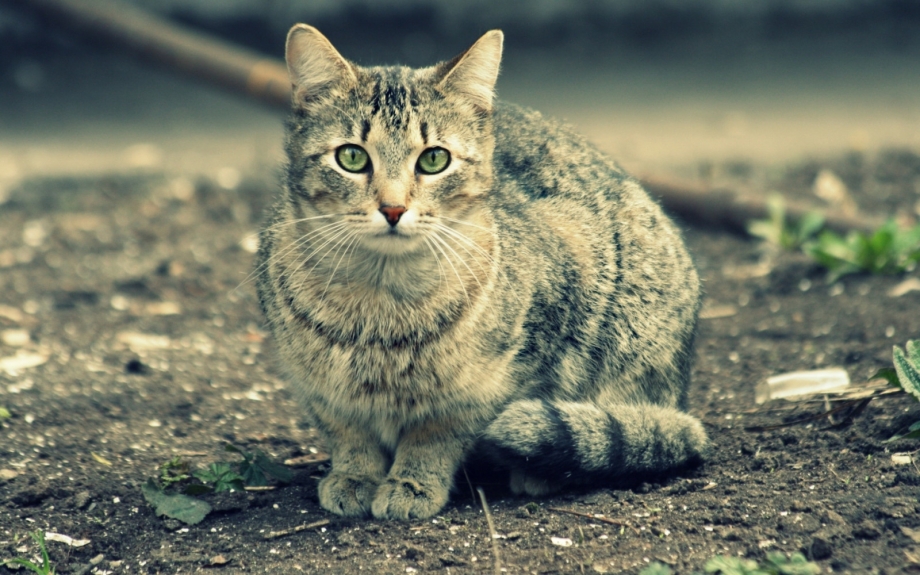 Цитаты про домашних кошек