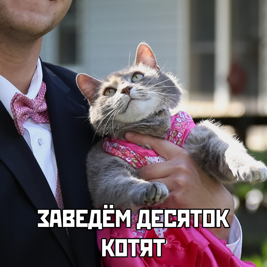Завести кота