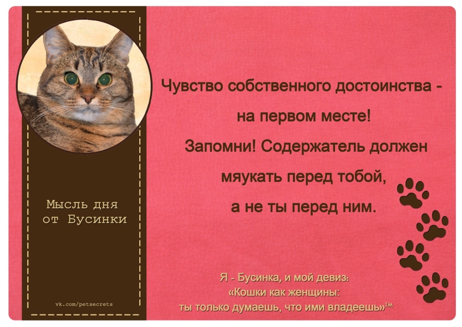 Слоганы про кошек