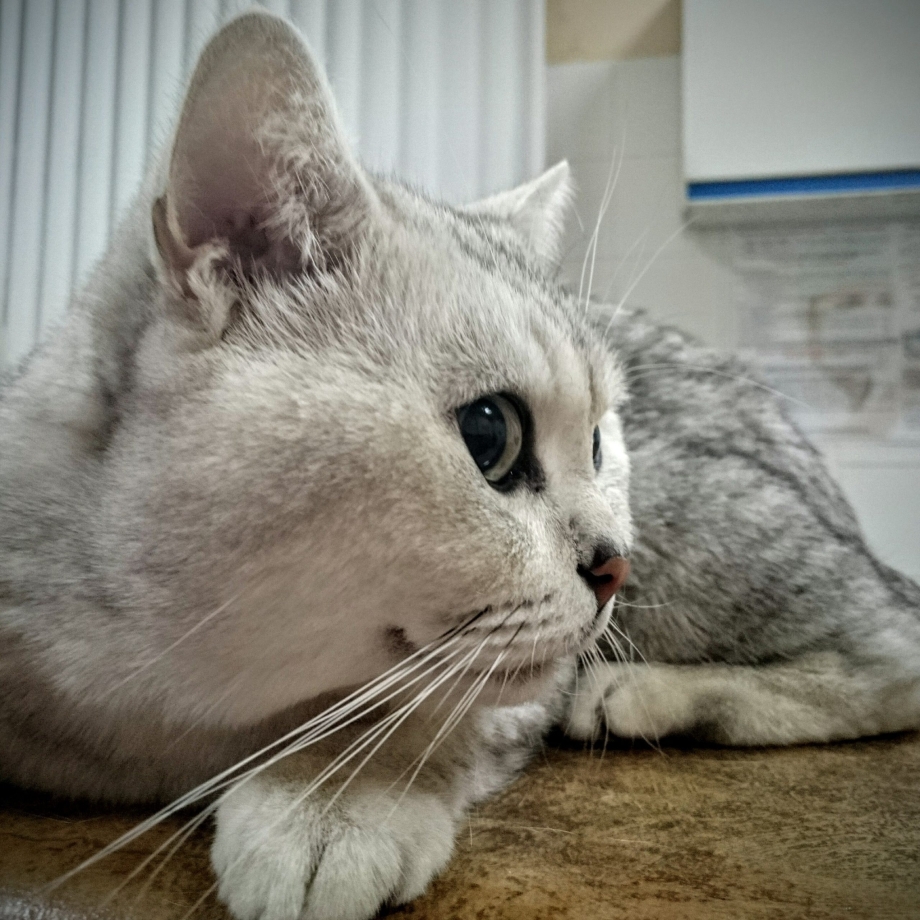 Миякон кошка