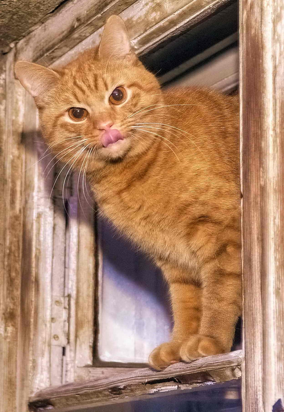 Смешные Котоматрица