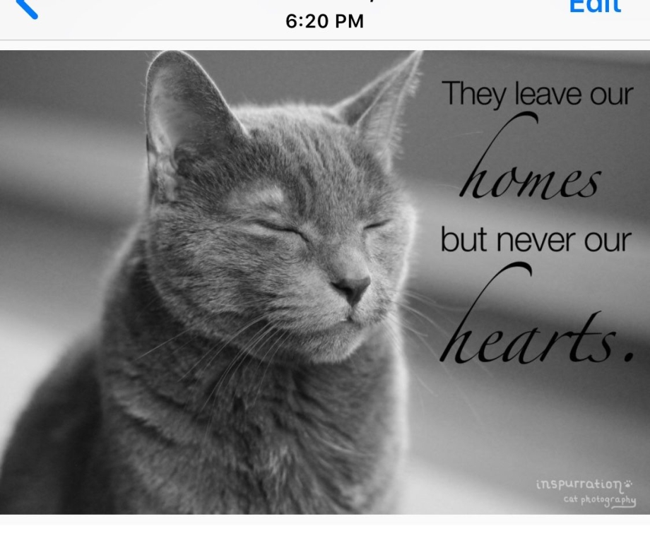 Rip Cat quotes