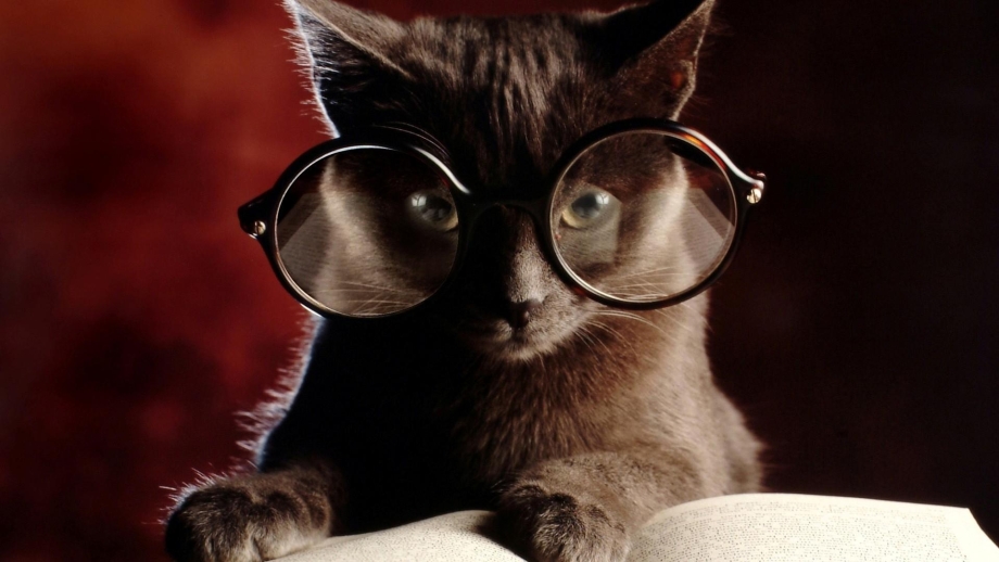 Котик идея