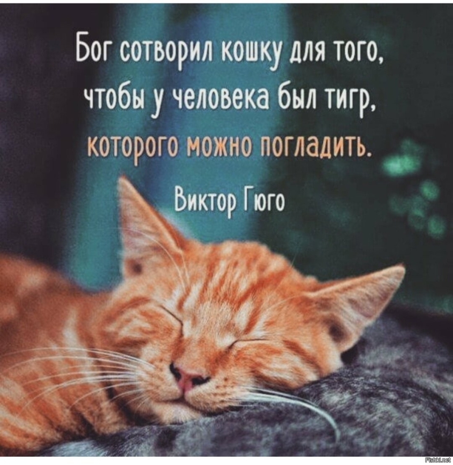 Кот с облачком мыслей