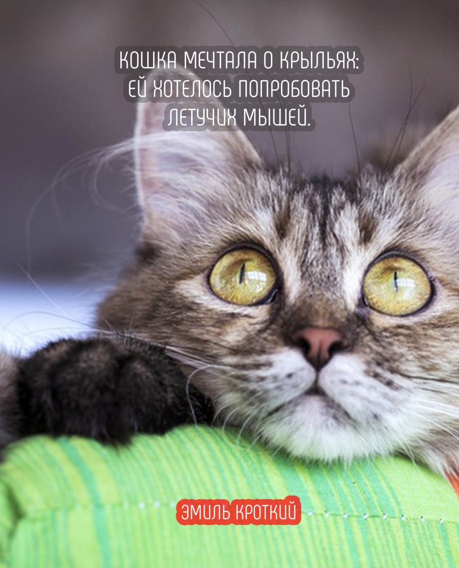 Цитаты про кошек