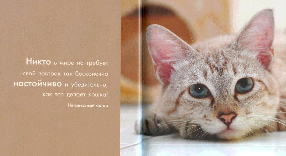 Высказывания о кошках