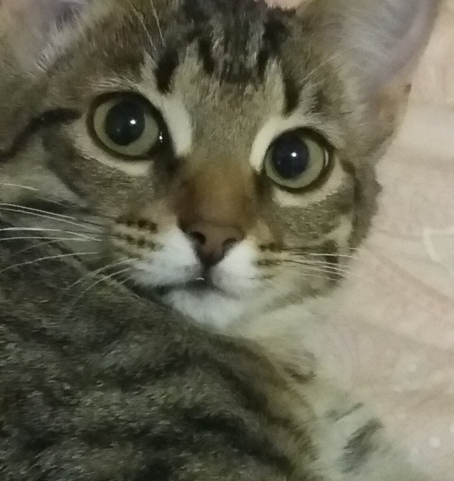 Тень кота на стене