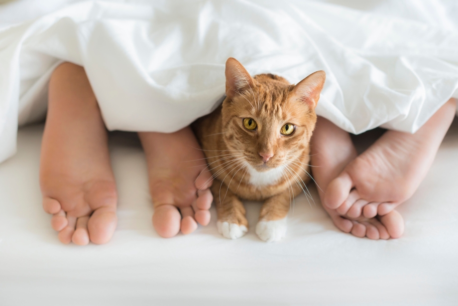 Коты думают что люди это большие коты