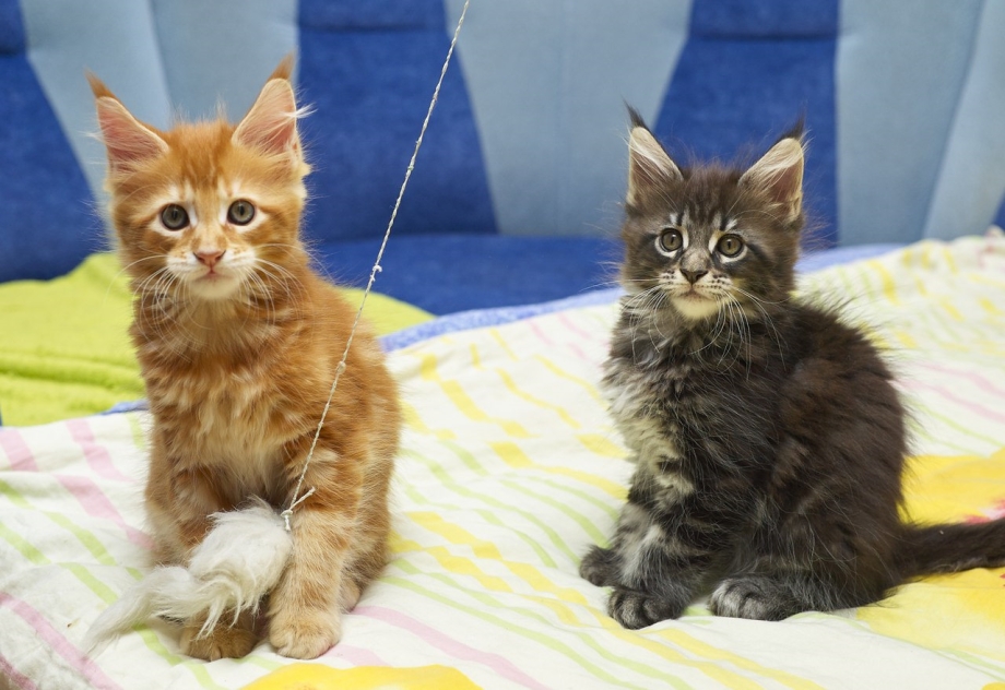 Котенок Мейн кун рыжий 1 месяц