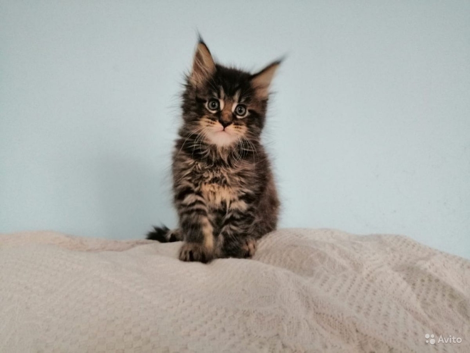 Мейн кун котята смесь 2 месяца
