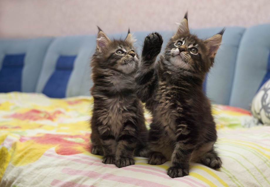 Котята Мейн кун Браун табби