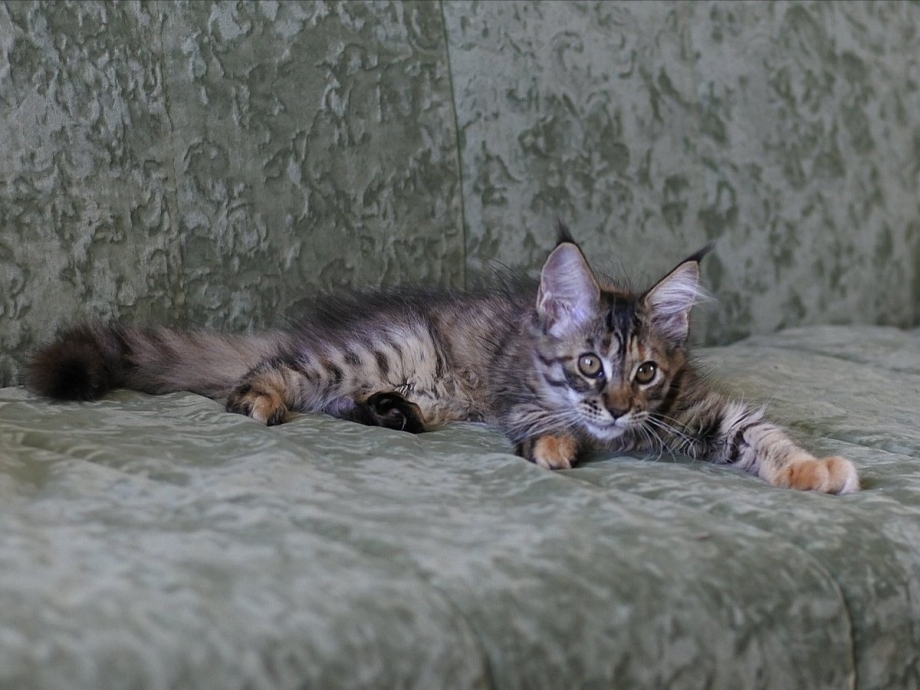 Котёнок Мейн-куна в 3 месяца