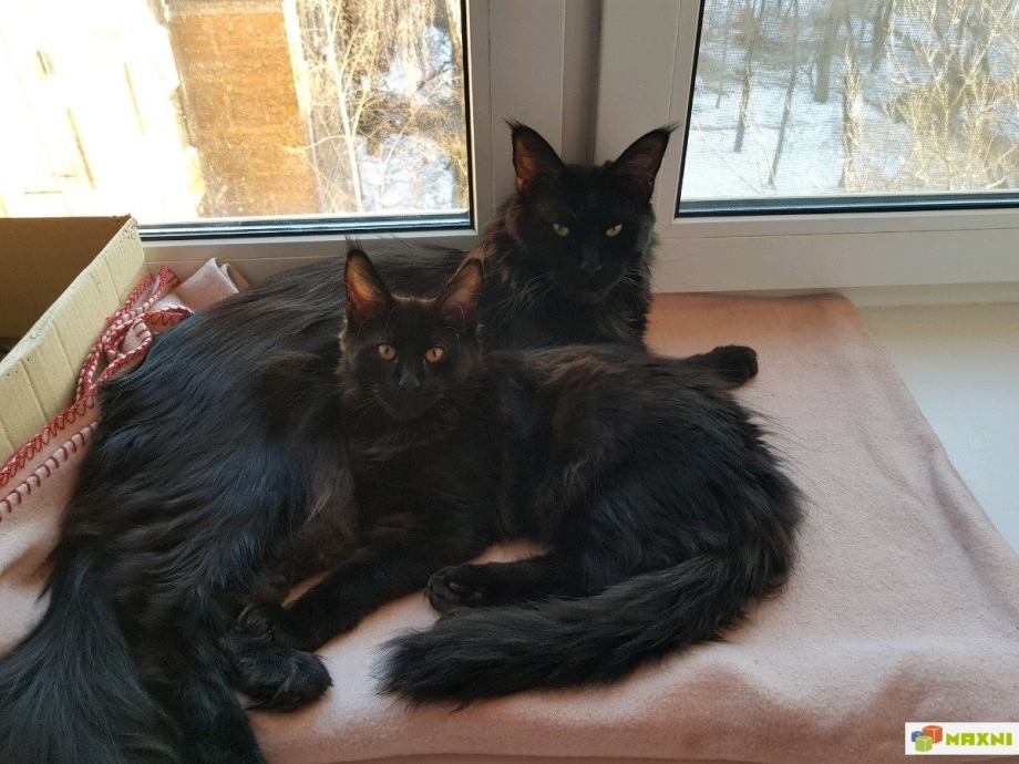Вес котенка Мейн куна в 2 месяца