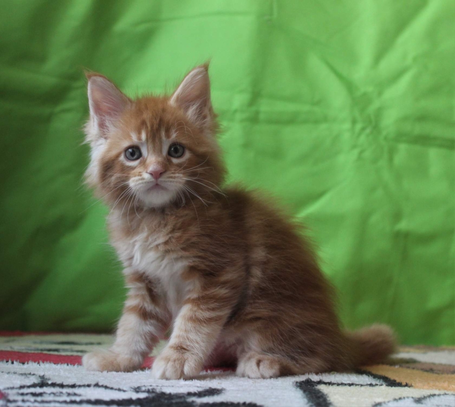 Котята мейнкуны 3 месяц