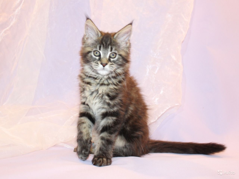 Кошка Мейн кун с котятами