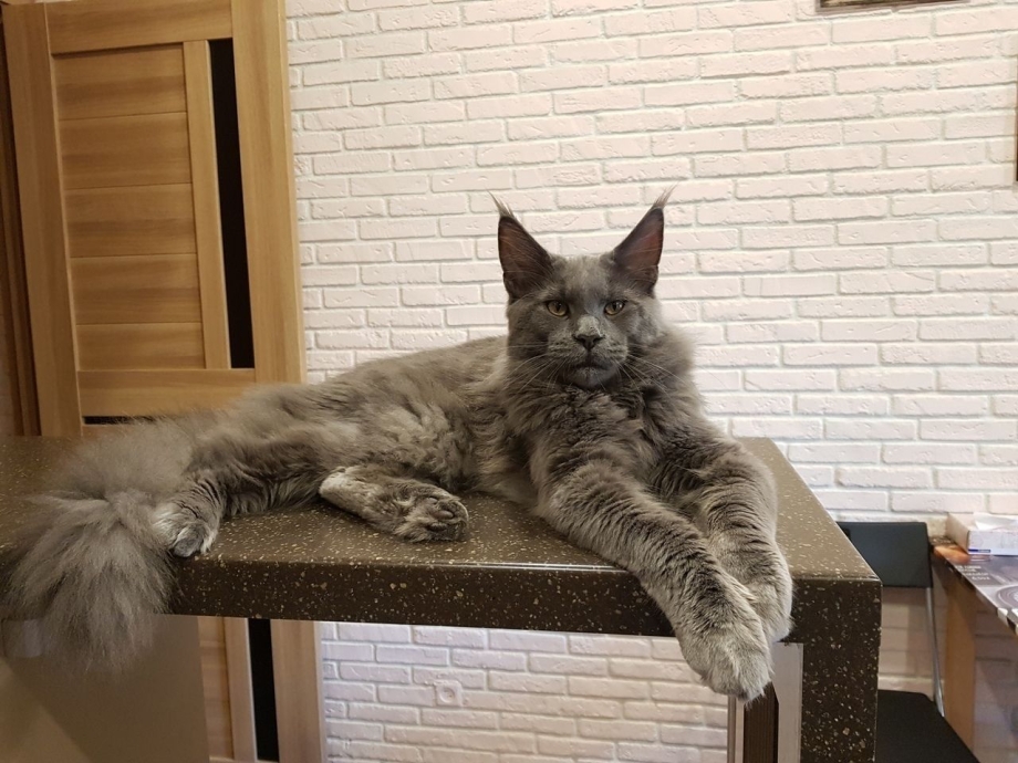 Малибу Мейн кун
