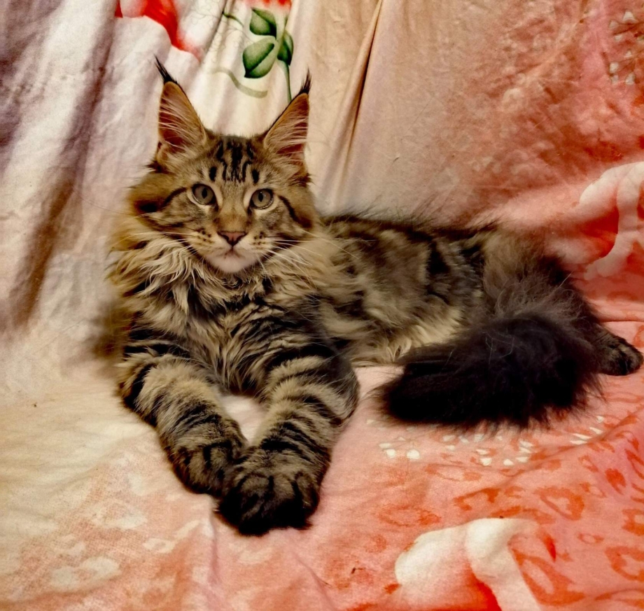 Котенок Мейн кун 5 месяцев