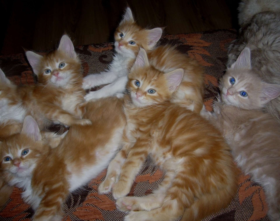 Котята Мейн кун