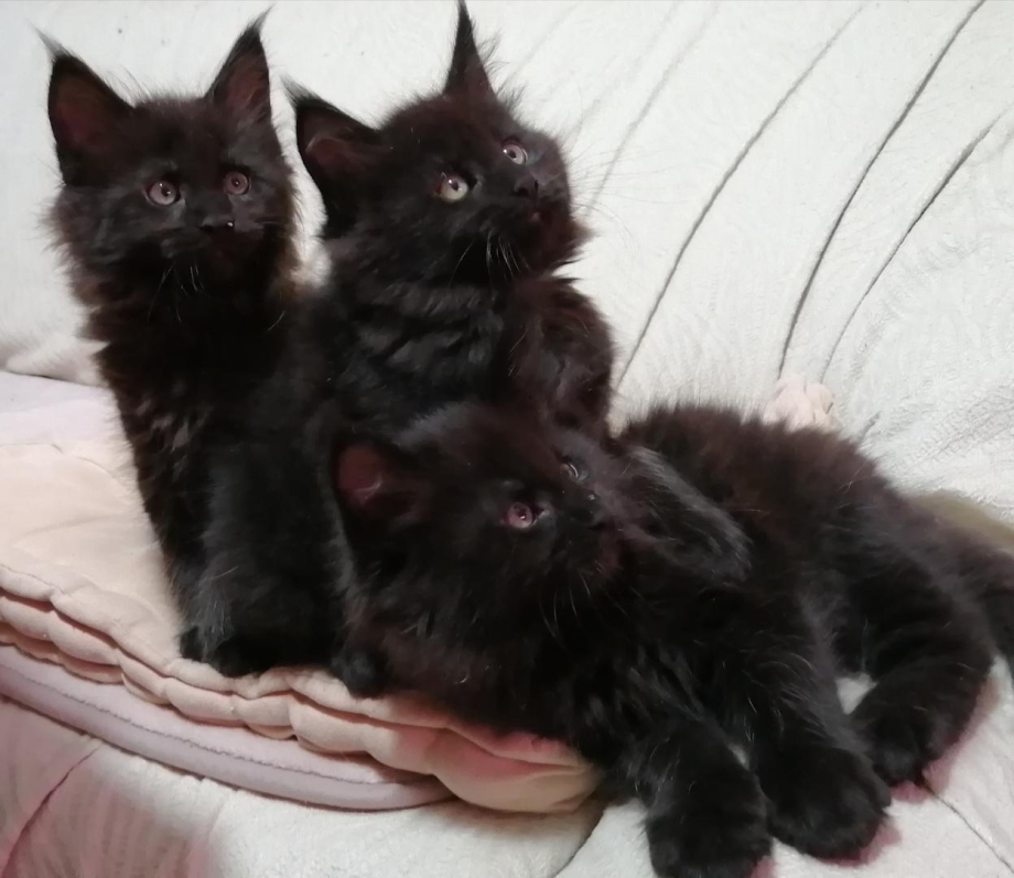 Котята Мейн кун